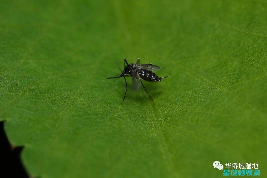 夏日防蚊叮咬妙招：止痒方法大揭秘 (夏日防蚊叮咬措施)
