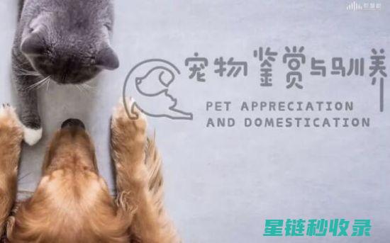 深入了解宠物驱虫周期，守护宠物健康 (了解宠物常识)