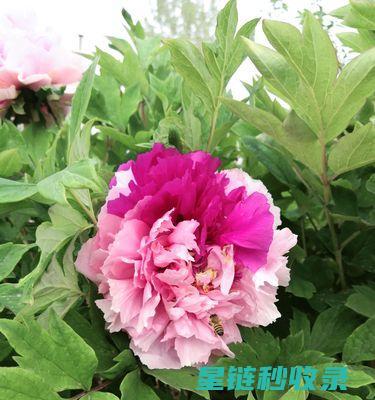 延长鲜花花期：环境因素对花卉寿命的影响 (延长鲜花花期的小妙招)
