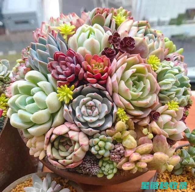 多肉植物养护：光照、浇水与土壤的选择 (多肉植物养护方法)
