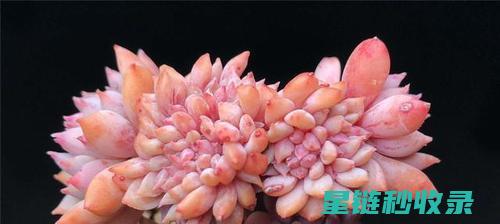 多肉植物养护：如何应对多肉的病虫害 (多肉植物养护方法)